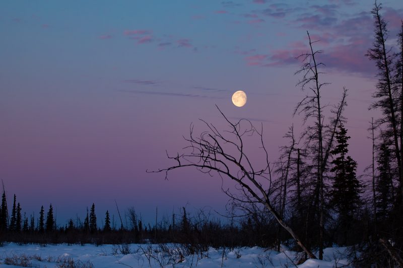 Moonset over the boreal forest of the Yukon Flats in interior Alaska, the sparsely populated region the flight was crossing