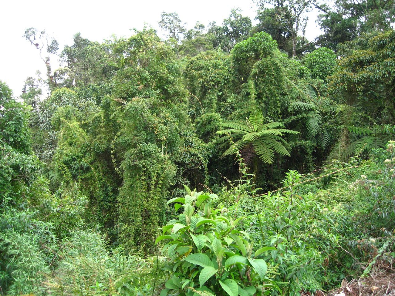 Dense undergrowth and vegetation in the Peruvian rainforest