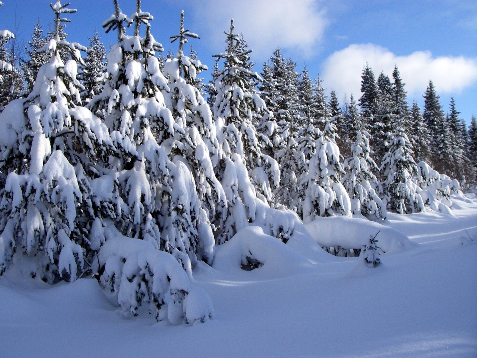 Snow-covered pine trees in winter