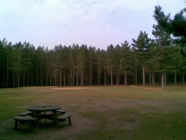 Rows of pine trees in Rendlesham Forest, Suffolk, England, the plantation forest where the December 1980 sightings took place