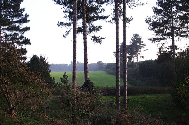 The supposed UFO landing site in Rendlesham Forest, Suffolk, where three ground depressions were found in December 1980
